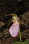 Pink lady's slipper <BR>Moccasin flower